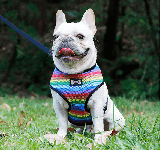 Dog Harness In Rainbow Look